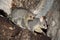 Common ring-tailed possum