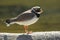 Common ringed plover