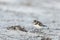 Common ringed plover