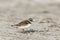 Common ringed plover