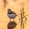 Common ringed plover