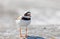 Common ringed plover bird latin: Charadrius hiaticula in morni