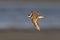 Common ringed plover Charadrius hiaticula
