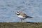 Common ringed plover (Charadrius hiaticula)