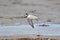 Common ringed plover (Charadrius hiaticula)