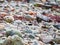 Common ringed plover, Charadrius hiaticula. Pebble beach, Scotland