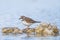 Common Ringed Plover Charadrius hiaticula waterfowl bird foraging in between rocks on wetlands