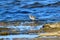 Common ringed plover or ringed plover