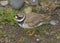 Common ringed plover standing on ground