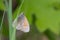 Common Ringlet