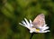 Common Ringlet Butterfly