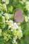 Common ringlet butterfly (Aphantopus hyperantus)