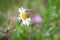 Common Ringlet Butterfly Perched on Oxeye Daisy