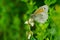 Common Ringlet - Coenonympha california