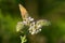 Common Ringlet - Coenonympha california