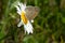 Common Ringlet - Coenonympha california