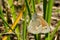 Common Ringlet - Coenonympha california