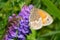 Common Ringlet - Coenonympha california