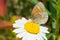 Common Ringlet - Coenonympha california