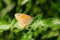 Common Ringlet - Coenonympha california