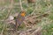 Common Robin Erithacus Ribecula stands in the grass