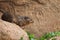 Common rock hyrax