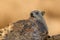 Common Rock Hyrax - Procavia capensis