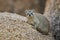Common Rock Hyrax - Procavia capensis