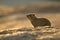 Common Rock Hyrax - Procavia capensis