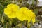 Common Rock-rose