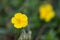 Common rock-rose Helianthemum nummularium subsp. grandiflorum golden-yellow flower