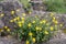 Common rock-rose Helianthemum nummularium subsp. grandiflorum with yellow flowers