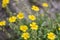 Common rock-rose Helianthemum nummularium subsp. grandiflorum yellow flowers