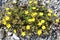 Common Rock Roses (Helianthemum Nummularium)