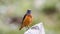 Common Rock Thrush Poses On Rock