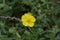 Common rockrose