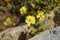 Common rockrose