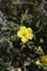 Common rockrose