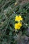 Common rockrose Helianthemum nummularium in flower Monte Poieto in Italy