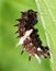 Common Rose Caterpillar Ready to transform to pupa