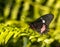 Common Rose longwing butterfly