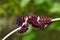 Common Rose Pachliopta aristolochiae caterpillars