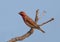 Common rosefinch