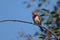 Common Rosefinch.