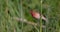 Common Rosefinch - Carpodacus erythrinus - male