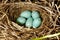 Common Rosefinch. Nest of a bird.