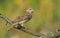 Common rosefinch sits on smal twig in the morning light