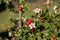 Common rowan with white blossoms and red berries