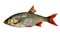 The common rudd Scardinius erythrophthalmus is a bentho-pelagic freshwater fish, widely spread in Europe and middle Asia, around