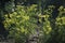 The Common rue with flowers, Ruta graveolens, in garden